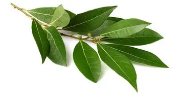 Esta poderosa planta te libera de la tensión y el estrés 