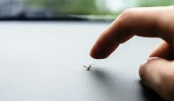 5 estrategias efectivas para combatir los mosquitos