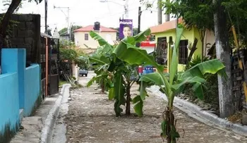 Como no les arregan las calles, decidieron sembrar un platanal
