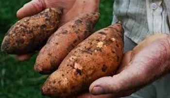 La batata tiene propiedades que retarda el envejecimiento, previene enfermedades del hígado y el cáncer