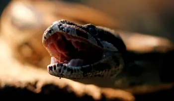 El pez drácula y la serpiente-joya: descubra las nuevas especies descubiertas en el Himalaya