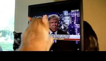 Un gato se pone muy  "furioso" al ver a Donald Trump en TV 