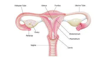 Trompas de Falopio podrían tener un papel crucial en la lucha contra el cáncer de ovario