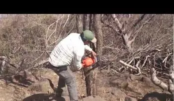 El árbol vengativo