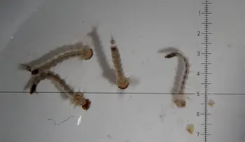  Confirman nuevo hallazgo de una larva que transmite el virus del Zika