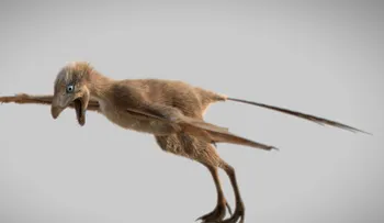 Hallan en China fósil de dinosaurio con alas similar a un murciélago