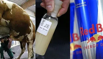 ¡¡¡Las bebidas energéticas podrían contener orina y semen de toro!!!