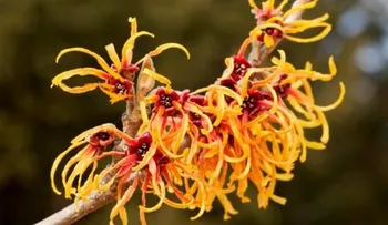 El hamamelis o avellano de bruja favorece la circulación, trata varices y hemorroides 