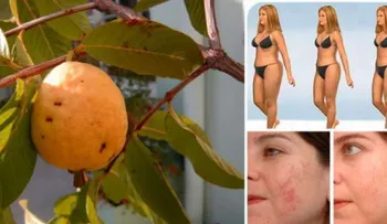 Las hojas de guayaba son SORPRENDENTES: nunca te lo dirán 