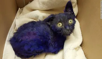 Rescatan a gatito teñido de púrpura que fue usado como carnada para entrenar perros de pelea