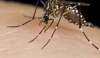 Se elevan a 36  muertos por dengue grave en Honduras
