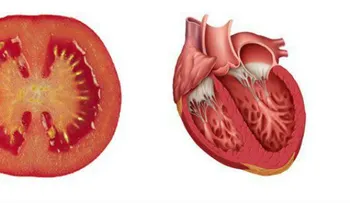 8 Alimentos que curan los órganos a los que se les parecen