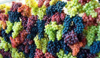 12 uvas al día, negras o verdes: descubren nuevos beneficios para la salud