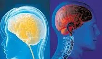 Las principales diferencias entre el cerebro femenino y el masculino