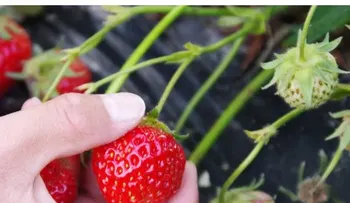 Fresas sin desinfectar pueden provocar cinco enfermedades