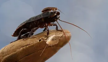 4 cosas que no sabías de la cucaracha: No son solo asquerosas y carroneras...