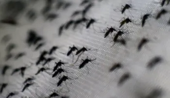 ¿Cómo detener la propagación del virus del Zika?