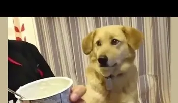 Este perro quiere el yogurt de su dueño, pero no se anima a pedírselo