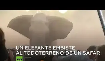 Un elefante embiste a un vehículo lleno de turistas en pleno safari