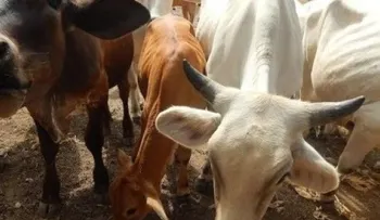 Envenenan perros y roban cinco reses en comunidad de Manzanillo