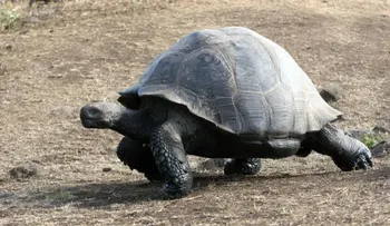 Descubren nueva especie de tortuga gigante en Galápagos