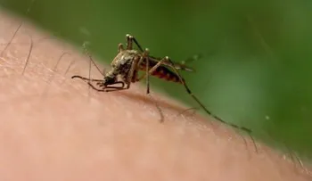 7 formas de prevenir las infecciones de picaduras de insectos