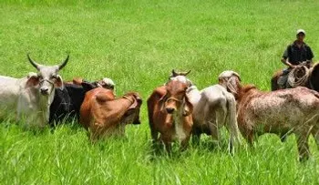 Ganaderos del Cibao donarán 30 mil litros de leche por falta de compradores