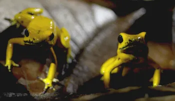 Colombia, seducida por la â??magia salvaje' de su biodiversidad