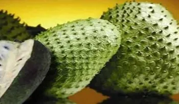 Encuentran planta cura VIH, combate diabetes y cáncer, pero la industria no quiere que lo sepas