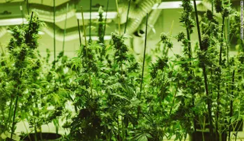 Legalización de marihuana: se disparan visitas a urgencias de turistas en Colorado
