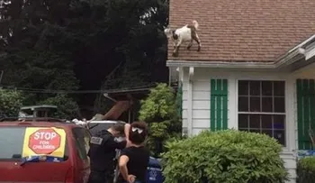 Vídeo viral: Cabras jugando con una lámina de aluminio