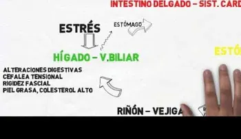 Cada órgano se desequilibra por una alimentación inadecuada