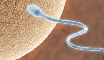 6 cosas asombrosas sobre el PENE que quizás no sabías