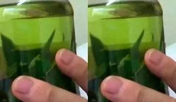 Despídete ahora mismo del colesterol, diabetes, triglicéridos y ulceras con las hojas de esta planta 