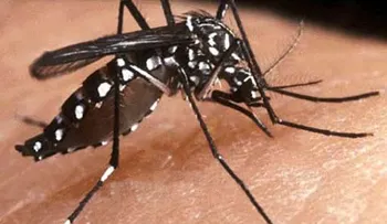 La infección por Zika puede aumentar el riesgo de sufrir un dengue más grave
