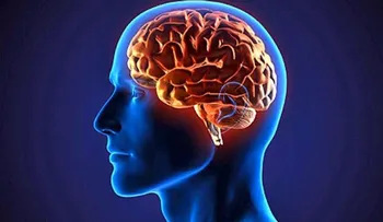 Un nuevo estudio demuestra que el cerebro es el órgano que da identidad a nuestra especie 
