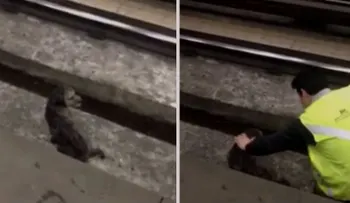 Detienen un tren del metro de Chile para salvar a un perrito
