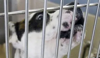 Vecinos cachan a hombre en acto sexual con perro en Florida