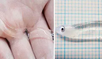Alerta por pez transparente puede poner tu salud en riesgo!