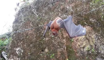 Asocian a señales apocalípticas murciélago gigante aparecido en Miches y El Seibo