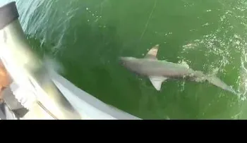 Video de un mero gigante tragándose un tiburón se convierte en viral