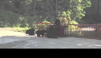 El que ríe de último ríe mejor: un hombre trató de asustar a unos osos....(VIDEO)