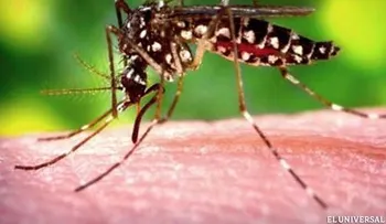 21 muertos y 4.756 infectados en Latinoamérica y el Caribe por la chikungunya 
