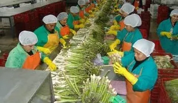Promoverán exportaciones agrícolas en ferias de EEUU y Francia.