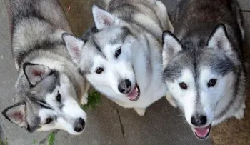 9 tips proteger tu mascota de los ruidos