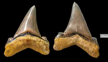Hombre descubre dientes de un tiburón gigante de hace 25 millones de años