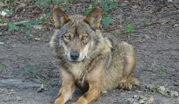 Un hombre convive durante años con un lobo, pensando que era un perro