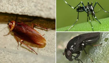 Sabios consejos para alejar moscas, hormigas, cucarachas y otros insectos del hogar