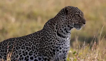 Un hombre enfrenta y mata a mano limpia a un leopardo para proteger a su esposa y a su hija