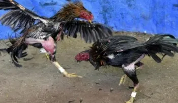 MP ocupa 20 gallos de peleas y cierra gallera clandestina en Dajabón
